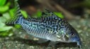 Corydoras reticulatus — 4